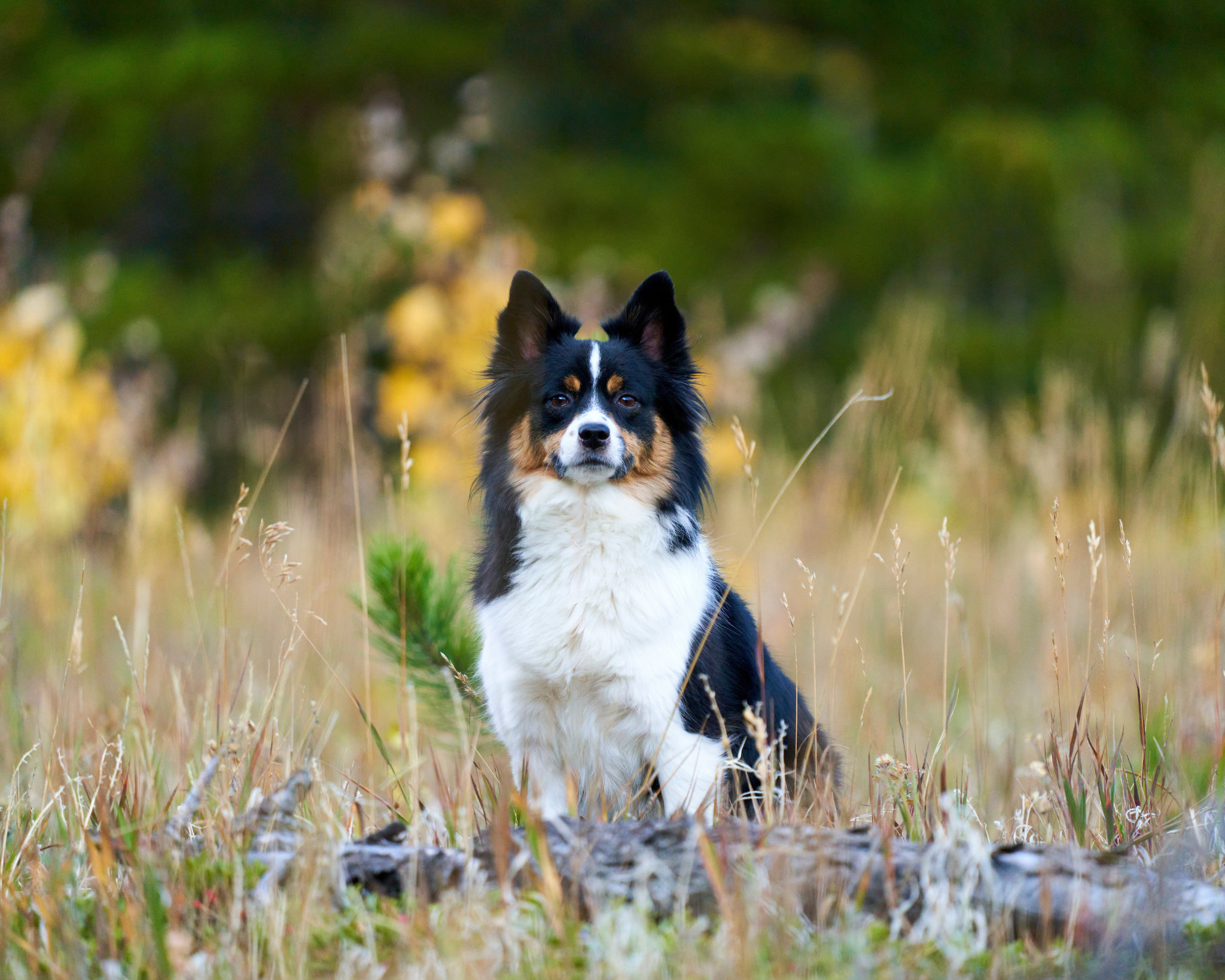 Bandit